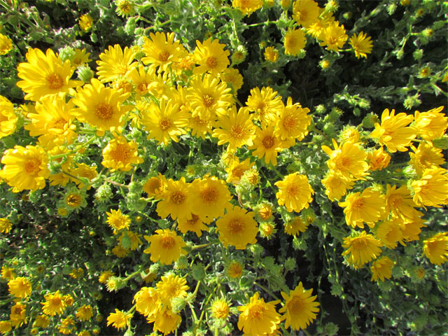 godfyry's golden aster