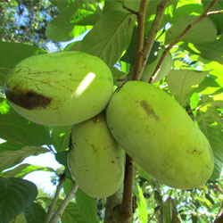 asimina triloba, native paw paw fruit in cluster of three fruits