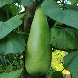 Feature Image for Bottle Gourd (Lageneria) hanging on the vine