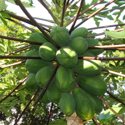 Cluster of Green papayas on the tree. Carica papaya
