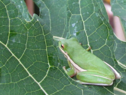 North American Green Tree Frog (Dryophytes cinereus) sitting on a papaya leaf at Luna Hill Forest Garden