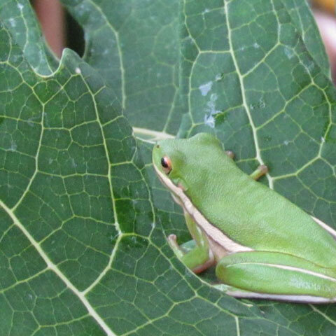 North American Green Tree Frog (Dryophytes cinereus) sitting on a papaya leaf at Luna Hill Forest Garden
