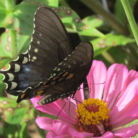Eastern Black Swallowtail butterfly (Papilio polyxenes) on a zinnia flower