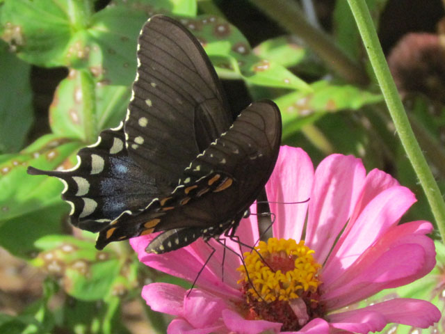 Eastern Black Swallowtail butterfly (Papilio polyxenes) on a zinnia flower
