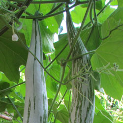 Snake Gourd (Trichosanthes cucumerina)
