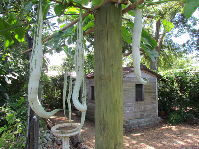 Snake Gourd, Trichosanthes cucumerina,fruit hanging on trellis