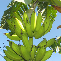 Orinoco banana bunch ripening at Luna Hill Forest Garden, Pensacola Florida