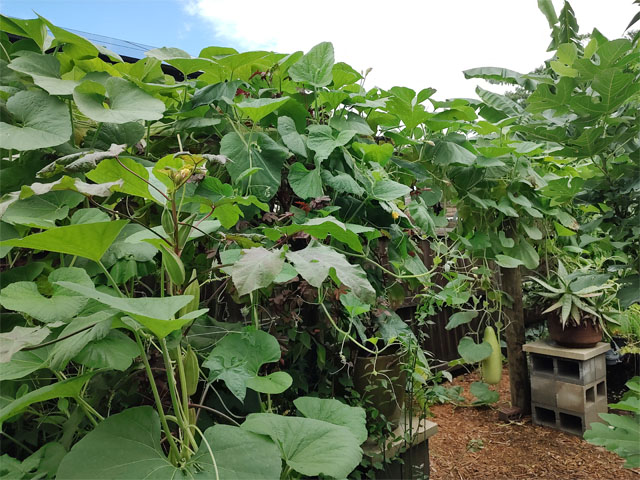 Bottle Gourd is an aggressive vine. It can stretch perhaps a 100 feet. Mus give it room to climb and ramble.