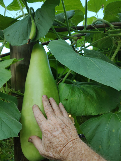 Showing a good picking size for bottle gourd