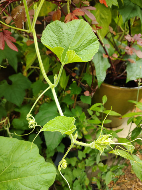 Showing bottle gourd delicate growing tips that are used for cooking to tender