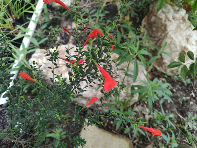 Scarlet Savory, Calaminths coccinea, plant with blossoms