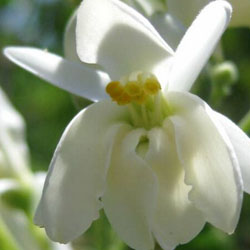 Moringa oleifera blossom