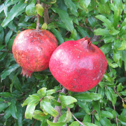 Pomegranite (Punica granatum) Ripe Fruit on the Tree