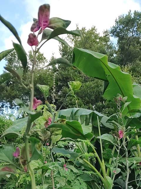 Magenta Spreen Lambsquarters