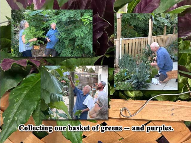 image shows a collage of collecting edible greens into a basket of greens