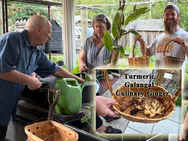 the Basket of Rhizomes image shows turmeric, galangal and culinary ginger being cleaned as a food forest recipe ingredient