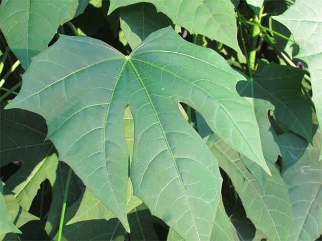 Chaya Leaf Recipe Ingredient