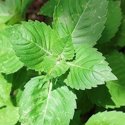 Holy Basil Leaf Food Forest Flavoring Ingredient