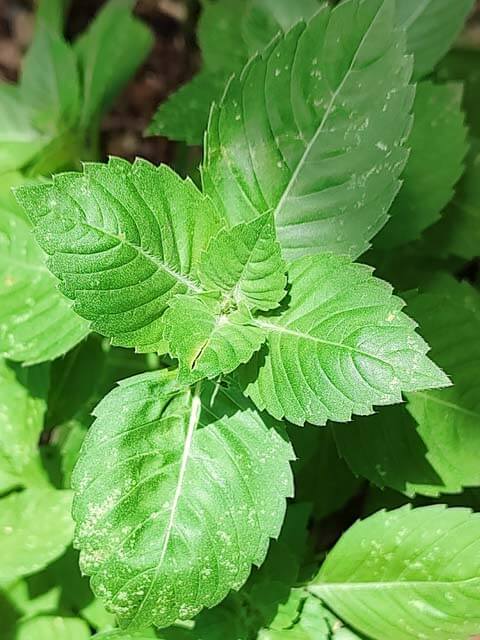 Holy Basil Leaf Food Forest Flavoring Ingredient