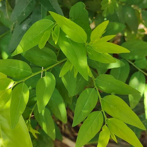 Katuk Sweet Leaf Food Forest Recipe Ingredient