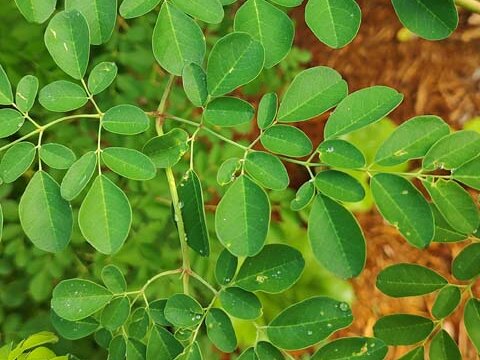 Moringa Leaf Recipe Ingrediant