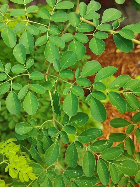 Moringa Leaf Recipe Ingrediant