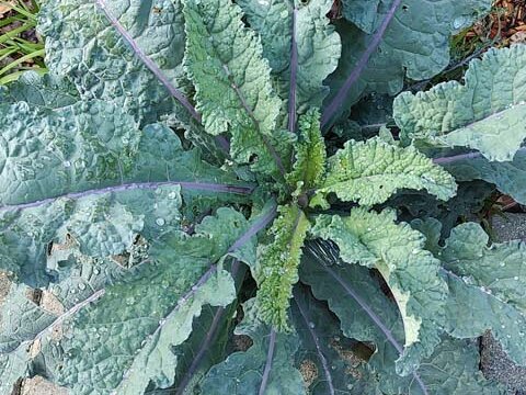 red russian kale