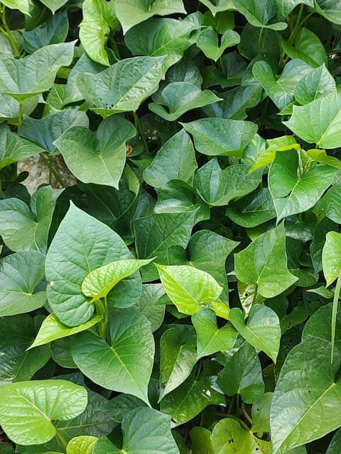 food forest recipe ingredient sweet potato leaf